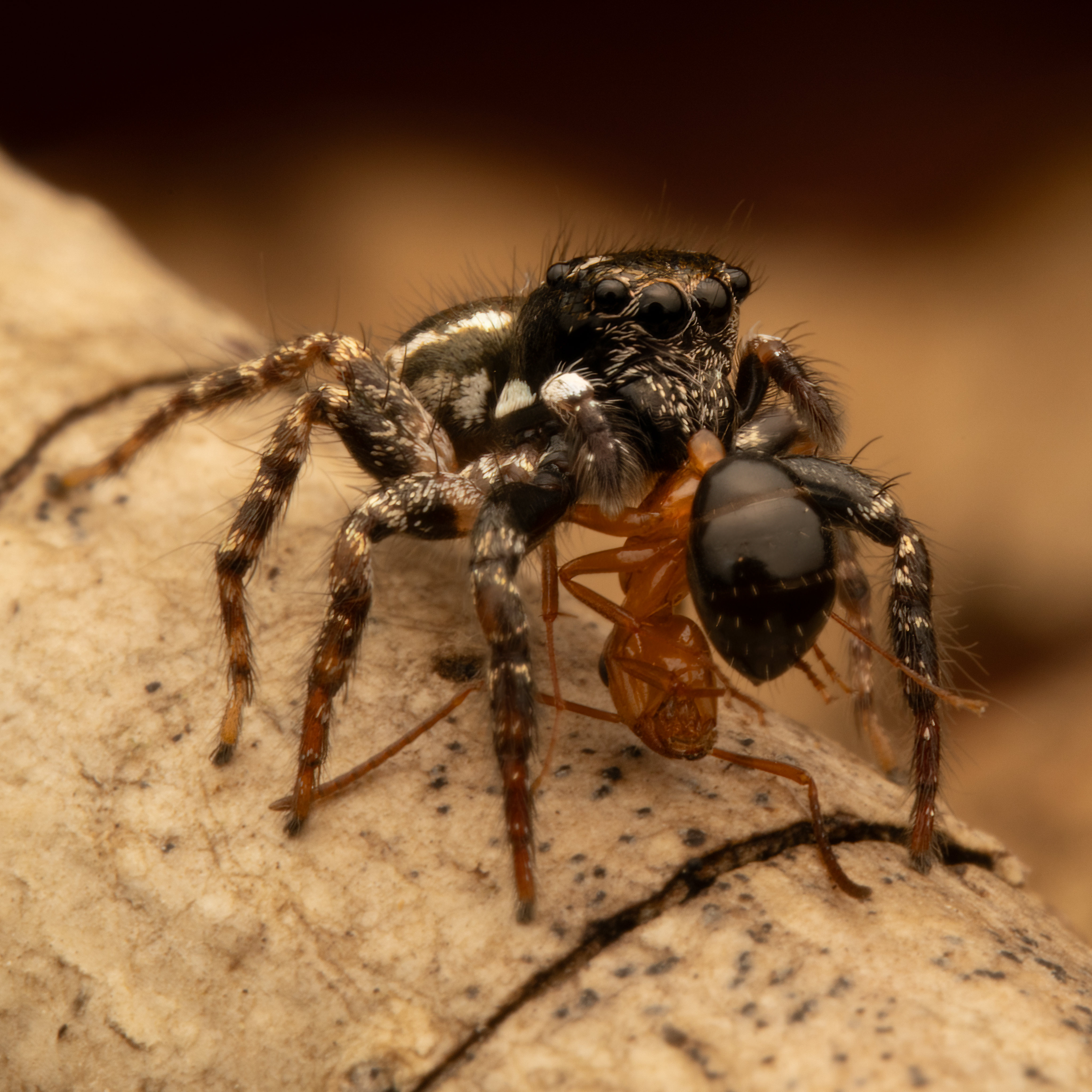 Twin-flagged jumper, a unique species.