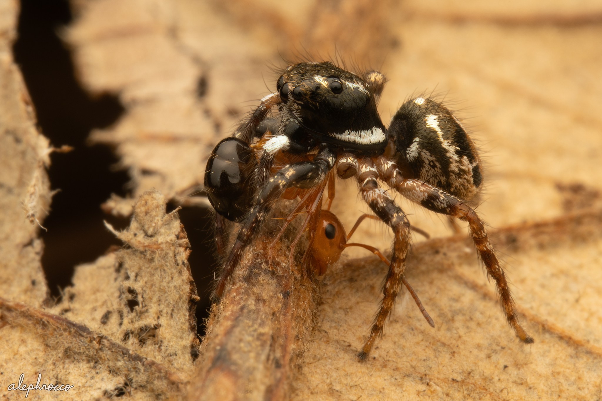 ALEPHROCCO's twin-flagged spider, a stunning sight.