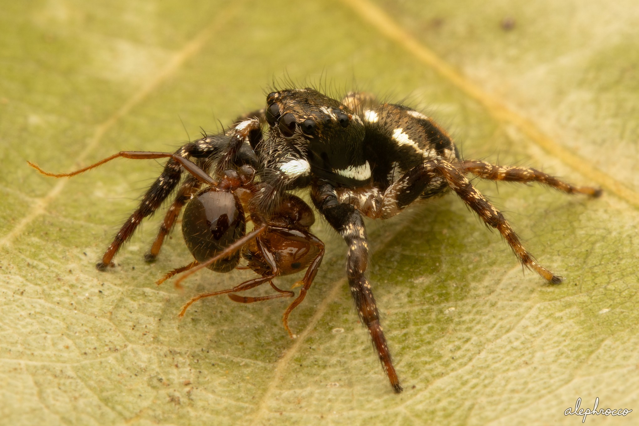 Close-up of a twin-flagged jumping spider.