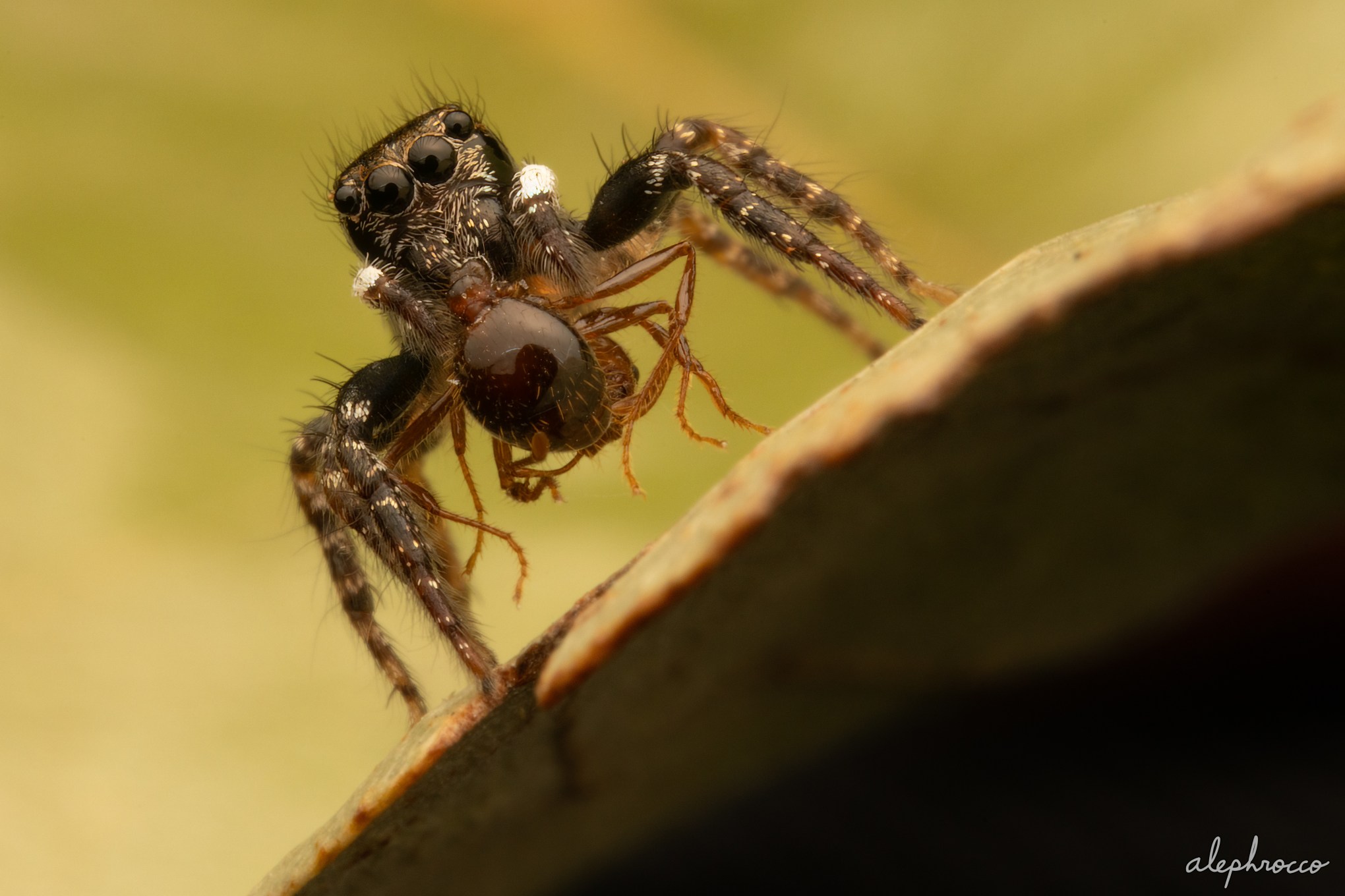Twin-flagged Jumping Spider - ALEPHROCCO